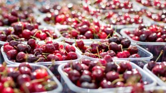 Repunta venta de cerezas chilenas en China tras superar rumores sobre el Covid