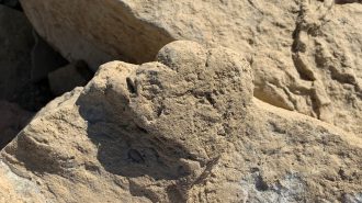 Científicos identifican huella de estegosaurio, la más pequeña encontrada hasta hoy