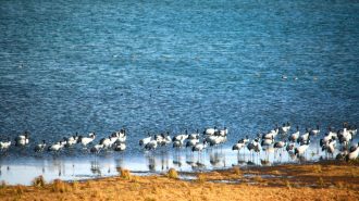 Reserva de grulla rara en sur de China registra número récord de ejemplares en invierno
