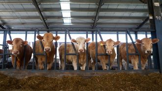 Equipo chino mejora tecnología de cría genómica de animales