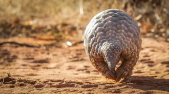 Nació en el zoológico de Praga la segunda cría de pangolín chino en Europa