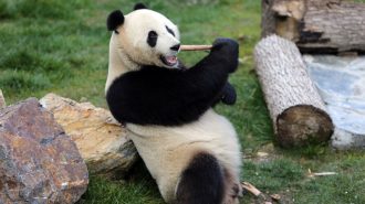 Científicos chinos cultivan por primera vez células madre de oso panda