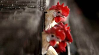 China detecta el primer caso mundial de gripe aviar H10N3 en humanos