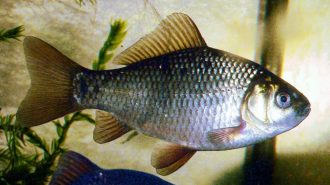 Científicos chinos crían peces sin espinas intramusculares