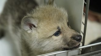 China clonó por primera vez un lobo ártico, especie bajo amenaza de extinción
