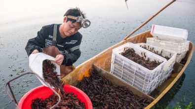 {title}