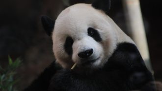 Encuentran por primera vez un esqueleto entero de panda en una tumba imperial