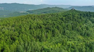 Investigadores usan datos de anillos de árboles para enriquecer historia climática en China