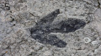 Jugando, niño descubrió rara combinación de huellas de dinosaurio en China