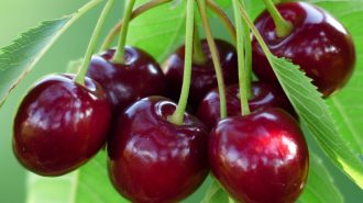 Chile espera enviar 95 millones de cajas de cerezas a China esta temporada