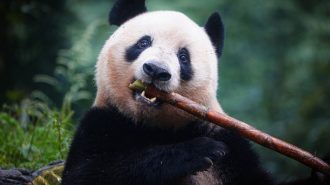 Xi abrió la puerta a llegada de nuevos pandas a EEUU