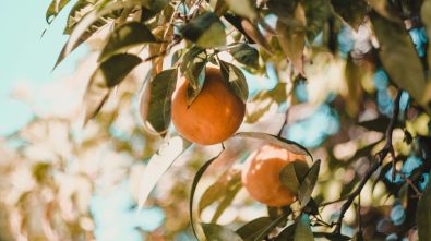 Etiquetas de huella de carbono en productos agrícolas chinos buscan un cultivo más ecológico