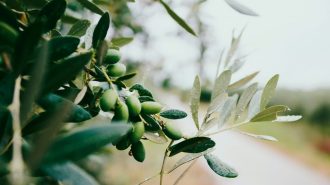 Cultivo de olivo sigue aportando dinamismo a vigorización de zonas rurales de China