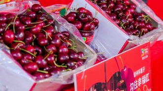 China recibió el primer Cherry Express con 4.500 toneladas de cerezas frescas