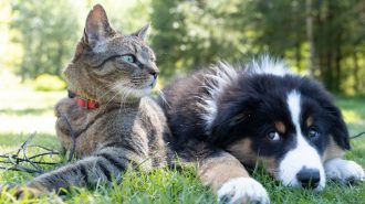 Tendencia en China: Aumenta interés por pruebas genéticas a las mascotas