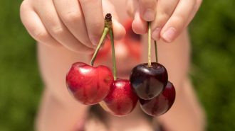 El fenómeno de la cereza chilena en China: un mercado en auge