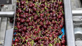 Cerezas chilenas varadas en altamar llegaron a China