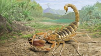 Descubren en China el primer fósil de escorpión mesozoico de 125 millones de años