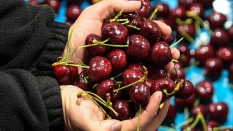 Crecimiento del consumo chino impulsa exportaciones de América Latina