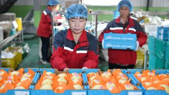 Peras frescas chinas son exportadas por primera vez a Argentina