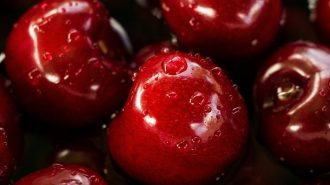 Las cerezas chilenas endulzan celebraciones del Año Nuevo chino
