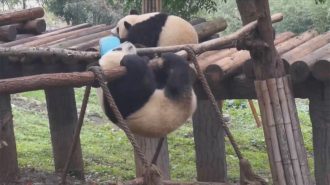 Cómo es el estilo de vida de los osos panda gigantes en China