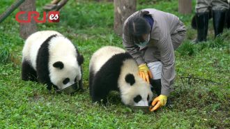 Un día con la “niñera” de los pequeños pandas gigantes