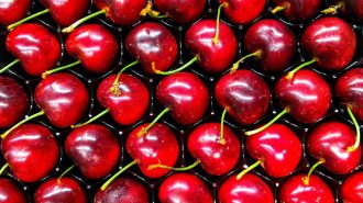 Cerezas chilenas registran inédita temporada de exportación con China como principal destino