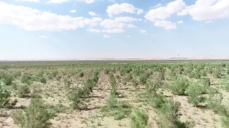 Áreas verdes en borde del desierto beneficia a agricultores y pastores en norte de China