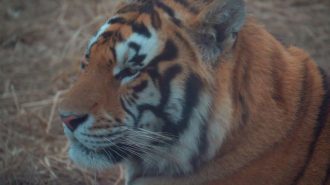 Reserva de rehabilitación ayuda a tigres en peligro de extinción a volver a la naturaleza