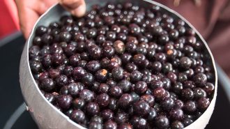 La “superfruta” brasileña que acaparó la mirada de los chinos en la CIIE 2022