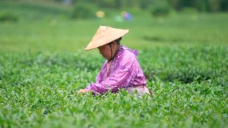 El pueblo de Mazhan: La tierra secreta volcánica del té