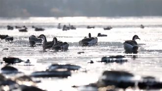 Aves migratorias pasan el invierno en Liaoning, al noreste de China