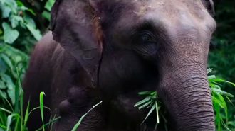 Un ecologista español en la tierra de los elefantes asiáticos