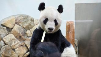 La panda gigante Xiang Xiang volvió a China y busca novio