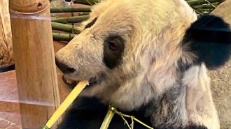 Expertos llegaron a EEUU para preparar el resgreso de la panda gigante Yaya a China