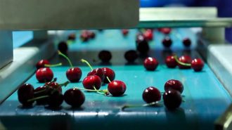 Chile arrancó la temporada de exportación de cerezas
