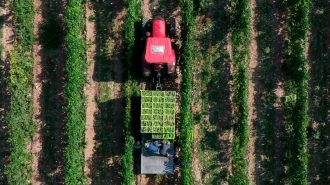 El cultivo de uvas en pleno desierto