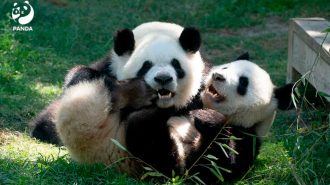 Regresó a China la familia de osos panda del zoo de Madrid