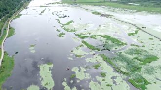 Humedales de Beihai: El lago altiplánico conocido como el “riñón de la Tierra”