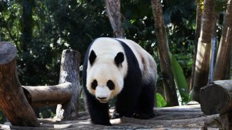 Los esfuerzos de China para ayudar a los pandas salvajes