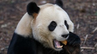 Medio siglo de colaboración entre China y EEUU para la conservación del panda gigante