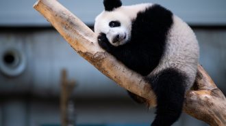 ¿Cuánto tiempo viven los pandas?