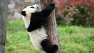 Los pandas, ermitaños del bosque de bambú