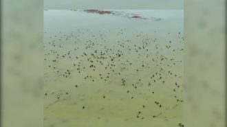 Un paraíso de aves en la provincia nororiental de Jilin