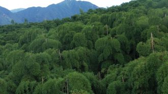 Avanzar hacia el desarrollo sostenible: ¿Se vende aire del bosque de bambú?
