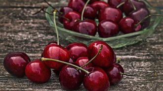 De la mano de la CIIE 2023, Chile quiere aumentar envío de cerezas a China