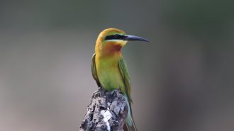 Observación de aves emerge como tendencia en China
