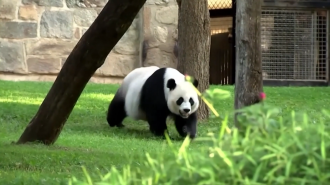 Washington D.C. recibirá dos cachorros de panda antes de fin de año