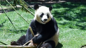 Zoo de Madrid presentó oficialmente la nueva pareja de pandas gigantes